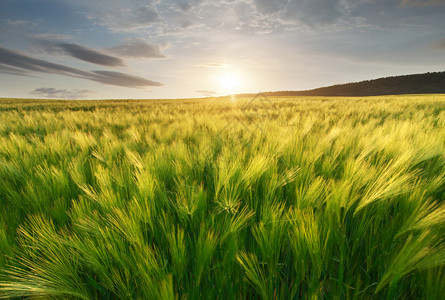 小麦地背景图片