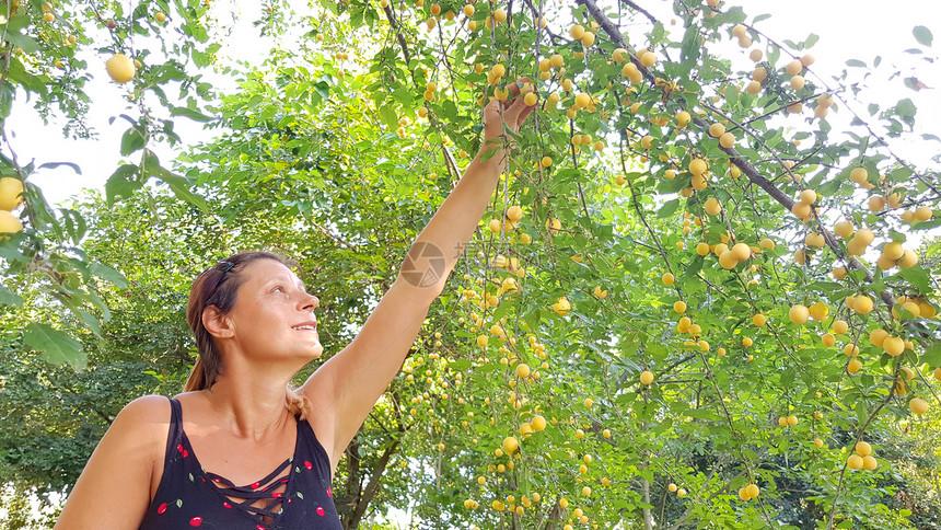 幸福的女子收获树上黄梅的新鲜果实图片