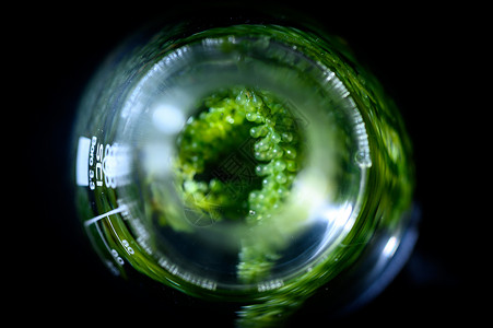 实验室藻类研究生物技术科学概念背景图片