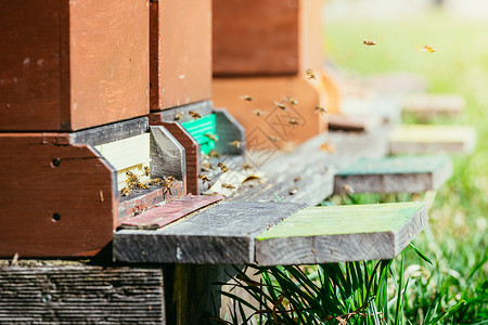 蜜蜂在春天的巢板上降落太阳高清图片素材