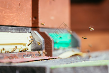 蜜蜂在春天的巢板上降落院子高清图片素材