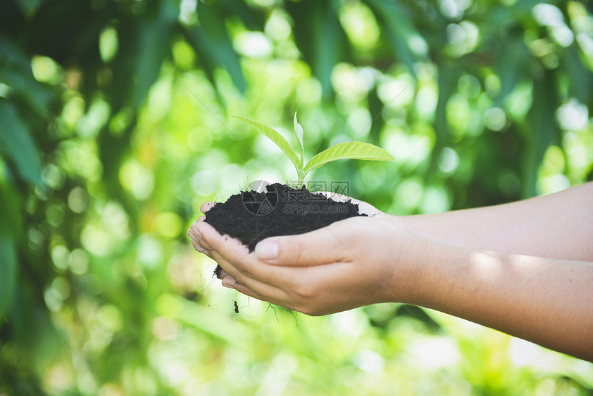 植树苗幼正在土壤上生长手握着帮助环境拯救绿色世界生态概念的妇女手握着帮助环境拯救绿色世界生态概念图片