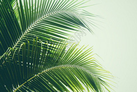 椰子树上新的绿棕榈叶热带植物本底叶图片