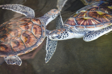 海龟绿在池塘养殖场游泳高清图片