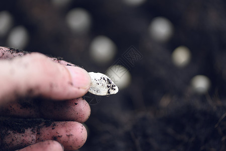 在菜园农业艺工程概念的土壤上手工种植南瓜子关闭有选择地注绿色高清图片素材