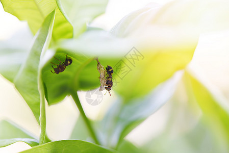 黄蜂女王树本或黄蜂树叶野昆虫的蜂巢背景