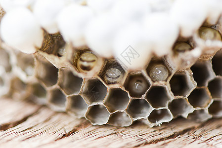 黄蜂女王黄蜂巢或木本底有幼虫关闭野生昆虫背景
