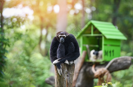 GibbonBlack坐在公园Hylobateslar的树林上图片