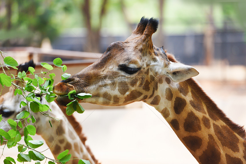 Giraffe吃树叶关闭公园的非洲长颈鹿图片