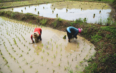 农民在有机稻田种植在雨季亚洲农业种植稻米图片
