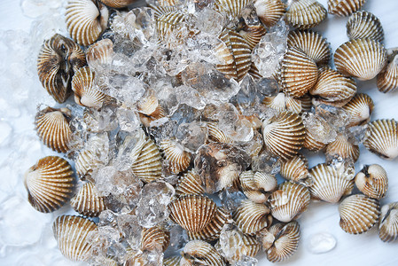 血海穴海鲜贝类血海冰背景餐厅的海洋美食背景