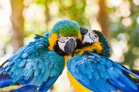 树上枝的两只小鸟其自然质为黄和蓝翼金刚鹦鹉鸟高清图片