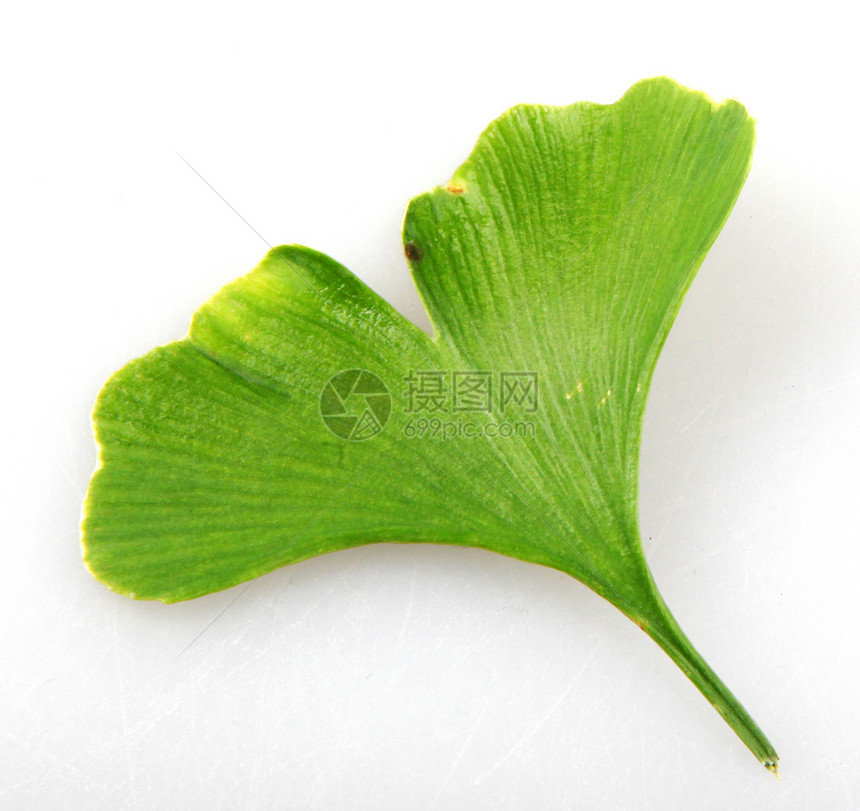 GinkgoBilobaLeaf对抗白色背景的Ginkgo图片