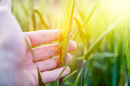 农民用手摸小麦新鲜绿耳朵早上康菲尔德阳光图片