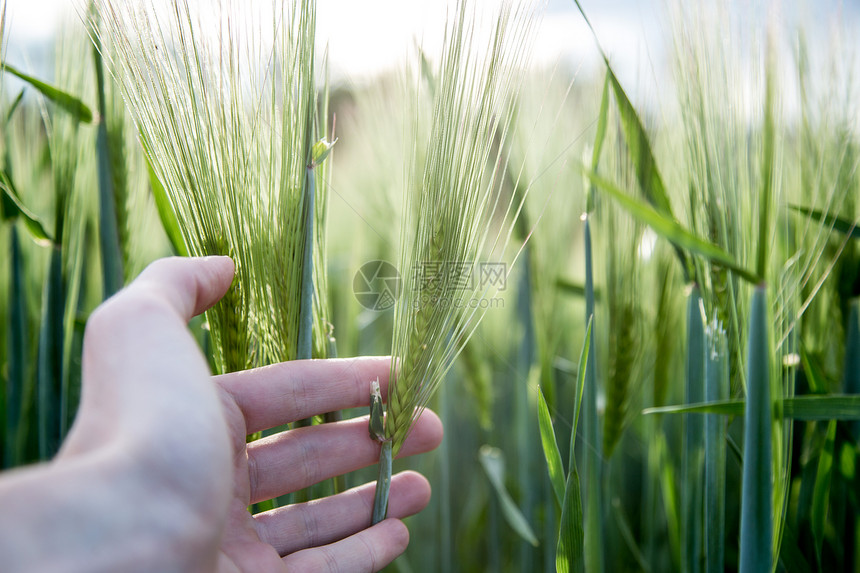 农民用手摸小麦新鲜绿耳朵春天在康菲尔德图片
