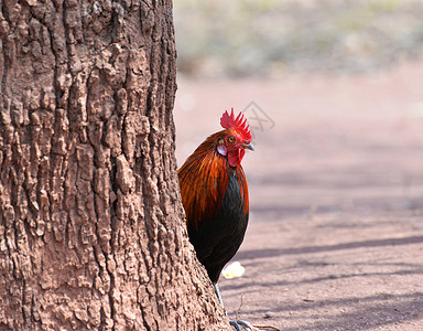 野外自然背景Bantam公鸡可爱的高清图片素材