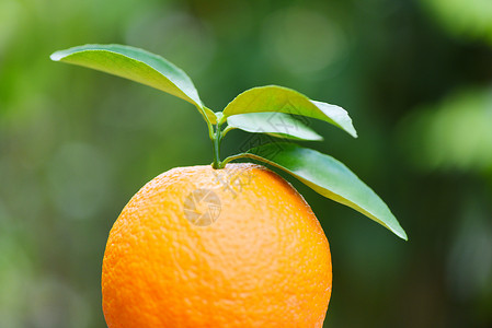 夏季绿色背景花园果有叶子的新鲜橙背景图片