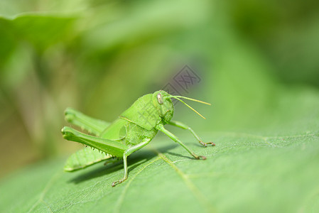 绿色草原叶子上的蝗虫侧面特写高清图片