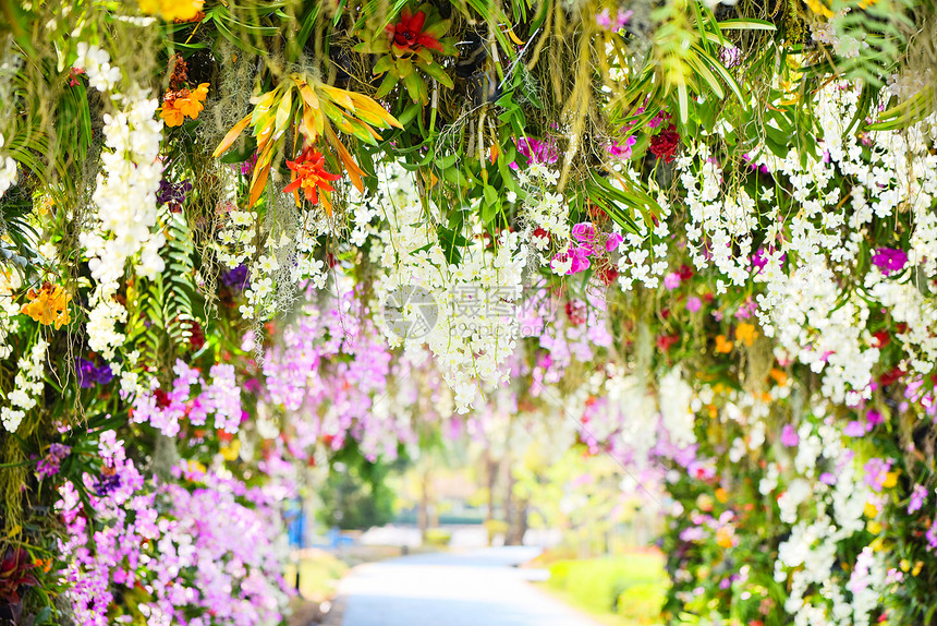 春夏公园中热带植物美丽的花朵大自然图片