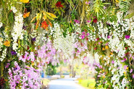 花漾春夏春夏公园中热带植物美丽的花朵大自然背景