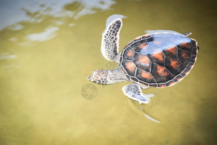 绿海龟养殖场和在水池鹰标海龟中游泳高清图片
