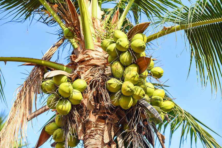 蓝天背景的热带花园椰子棕榈树和果图片
