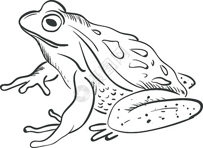 纸向量彩色画或插图中的大青蛙草图片