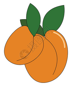 两种明亮橙色杏仁其大小不同绿叶矢量颜色图画或插背景图片
