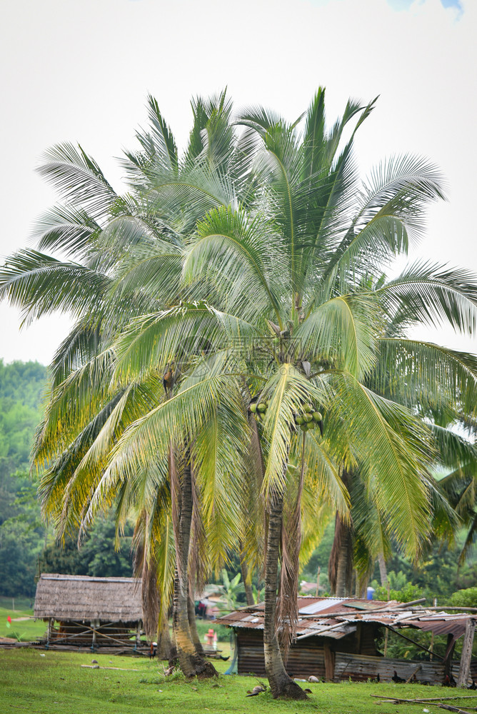 农村椰子树和水果图片