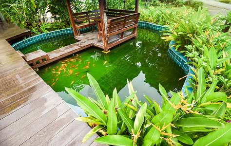 金绿色鱼素材在花园水下游泳背景
