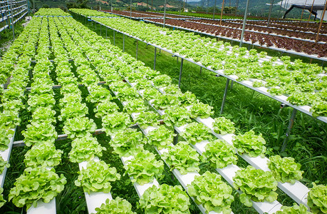 水栽培农用系统植物中的绿色橡树生菜沙拉蔬水上没有土壤农业机食品用于健康背景图片