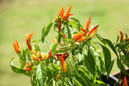 种植在菜园的红辣椒和绿背景图片