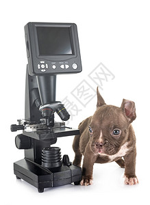 白色背景面前的美洲小狗欺凌和显微镜图片