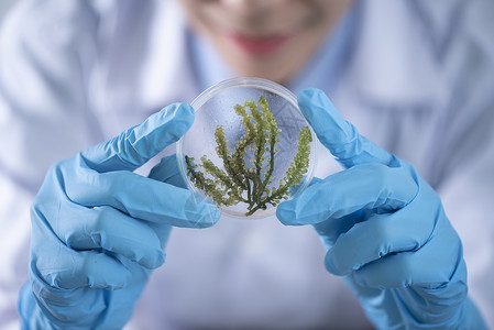 浮游植物演示生物技术高清图片