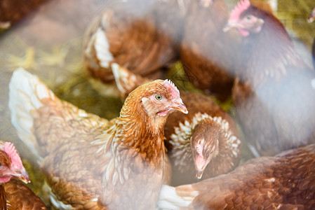 以室内鸡养产品为蛋的笼养农业选择重点高清图片