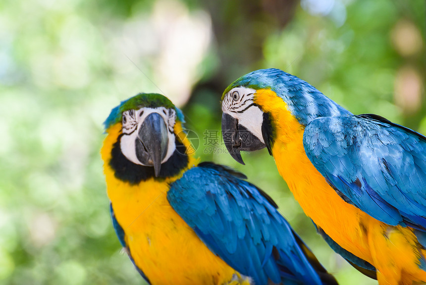 树枝上的麦考鸟鹦鹉以自然绿背景黄翼和蓝马awaraararauna图片