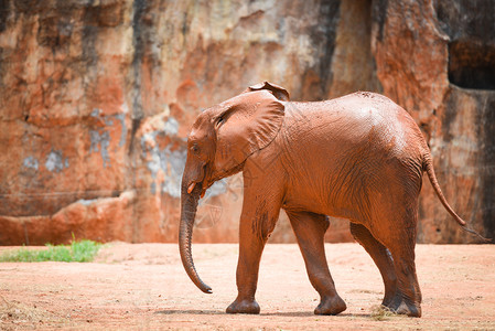 公园非洲大象皮肤上泥土的大象图片