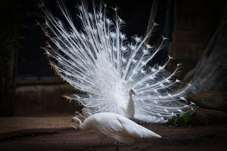 美丽的白孔雀打开了农场的尾巴背景图片