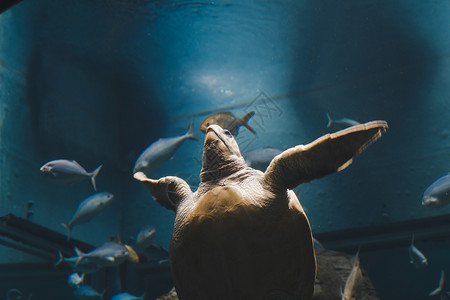 玻璃柜水族馆里的海龟图片