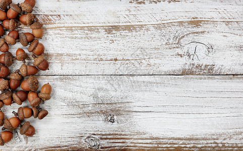 为万圣节或感恩的日构思在白色生锈木板上装饰秋天真正的橡子图片