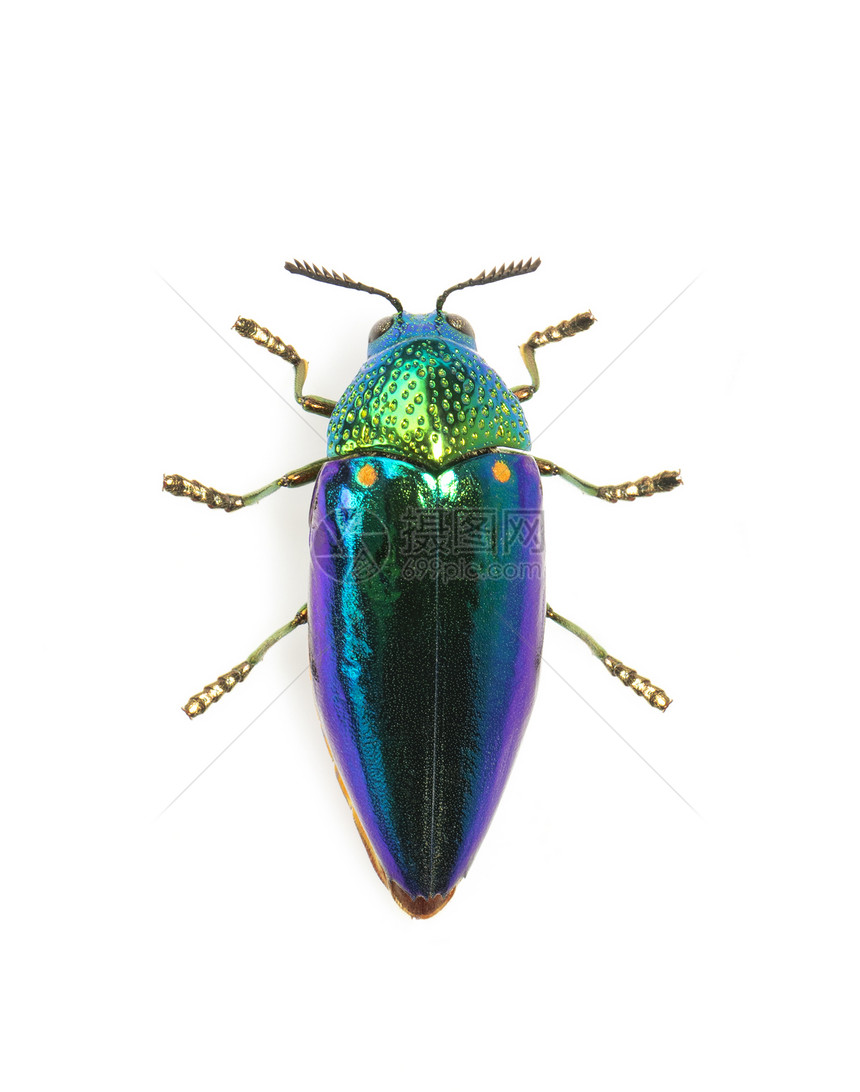 绿色腿金属甲虫Sternoceraaequiignata或宝石甲虫白底的金属木质甲虫图像图片