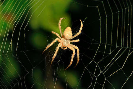 深底大棕色蜘蛛网绿色高清图片素材