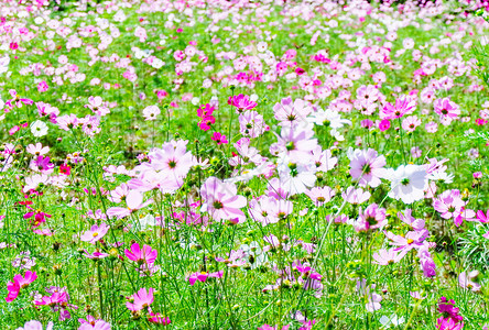 春花粉田朵盛开图片