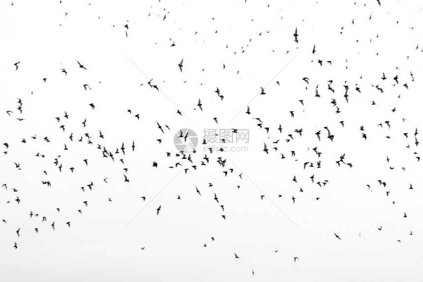 不同黑色蝙蝠的轮廓在白色背景上单独飞行光辉派对卡片背景模板图片