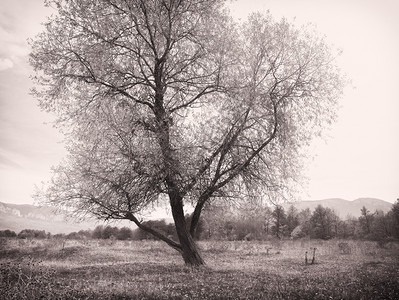 荒原中一棵孤单的树高清图片