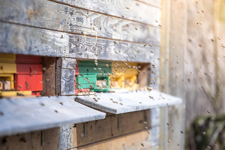 蜜蜂在春天的巢板上降落养蜂高清图片素材