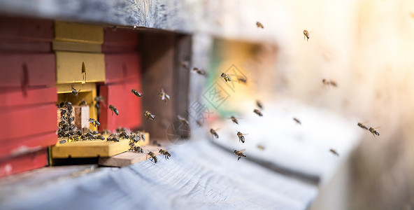 蜜蜂在春天的巢板上降落蜂巢高清图片素材