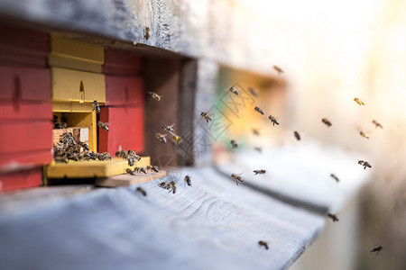 蜜蜂在春天的巢板上降落夏天高清图片素材