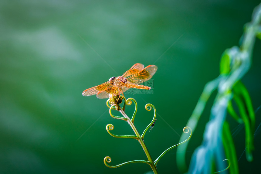 夏季热带森林的天然叶上长着翅膀的黄是越南河内一种多彩的昆虫是动物图片