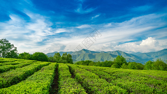 索契山的茶叶种植园背景图片